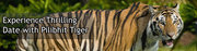 Pilibhit Tiger Tour,  Tour to Pilibhit Tiger Reserve,  Tiger Tour